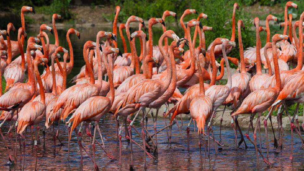 group of Caribbean flamingos